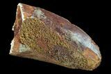 Bargain, Carcharodontosaurus Tooth - Thick Tooth #72835-1